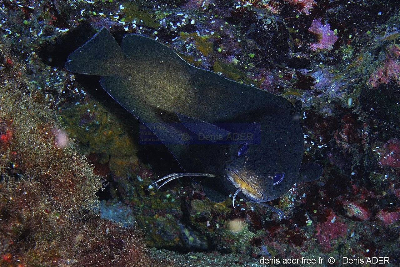 Phycis phycis Mostelle de roche-Acores St maria Penedia-11m-20170821-Denis-ADER-DSC_9830_tn_tn.jpg